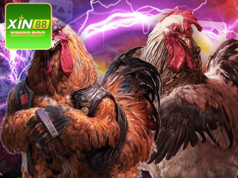 Đá gà cựa dao XIN88 là game cá cược được khá nhiều người yêu thích